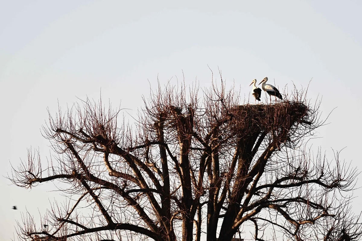 Những con cò làm tổ tại Trung tâm Cò Lipu ở Racconigi, gần Cuneo, phía tây bắc Italia. (Ảnh: Marco Bertorello/AFP/Getty Images)