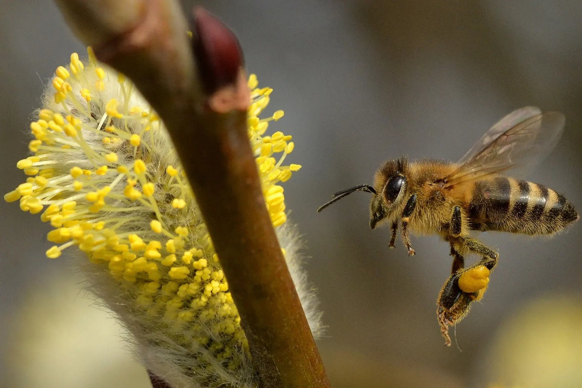 Một con ong thu thập phấn hoa trong một ngày nắng đẹp ở Jicin, Cộng hòa Séc. (Ảnh: Slávek Růta/Rex/Shutterstock)