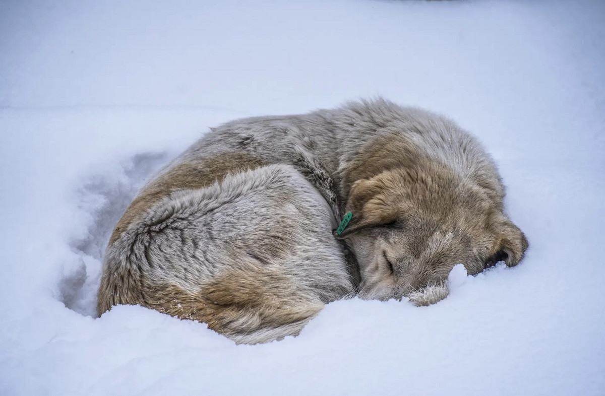 Một chú chó hoang ngủ trong tuyết ở Kars, Thổ Nhĩ Kỳ. (Ảnh: Anadolu Agency/Getty Images)