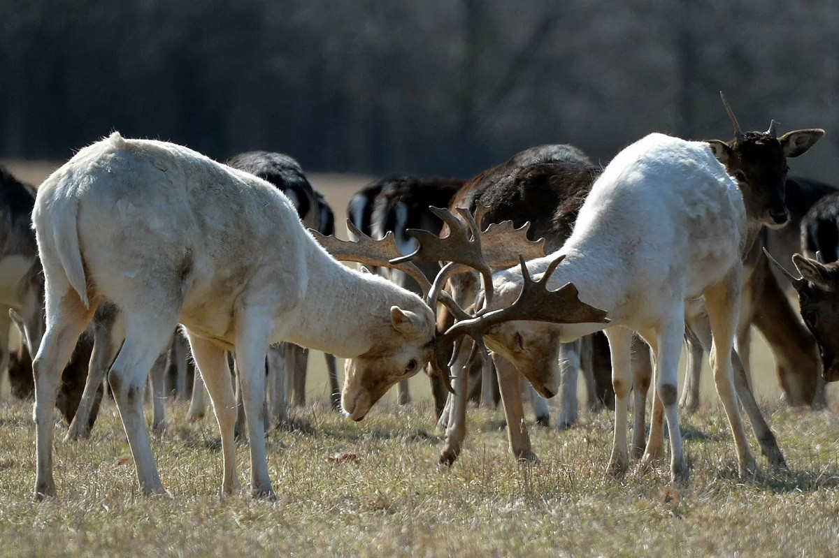 Hai con hươu đực hoang dã chọi nhau ở Cộng hòa Séc. (Ảnh: Slávek Růta/Rex/Shutterstock)