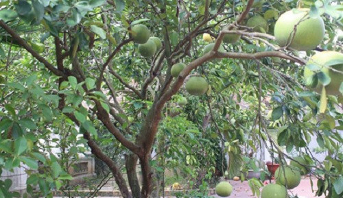 Cây ăn quả sai trĩu cành trong vườn. Ảnh: Nhịp sống kinh tế