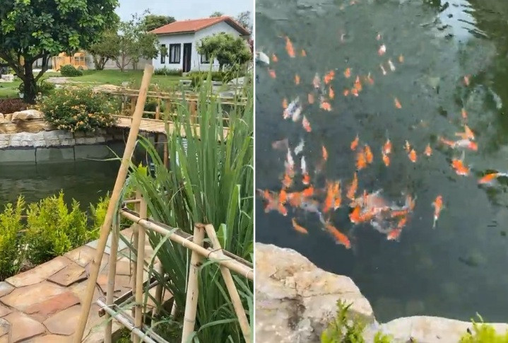 Bên cạnh đó, Trường Giang còn nuôi hồ cá Koi có giá trị ước tính hàng tỷ đồng. Ảnh chụp màn hình