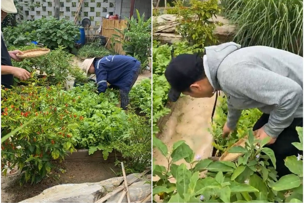 Ông xã Nhã Phương tự tay trồng và thu hoạch. Ảnh chụp màn hình