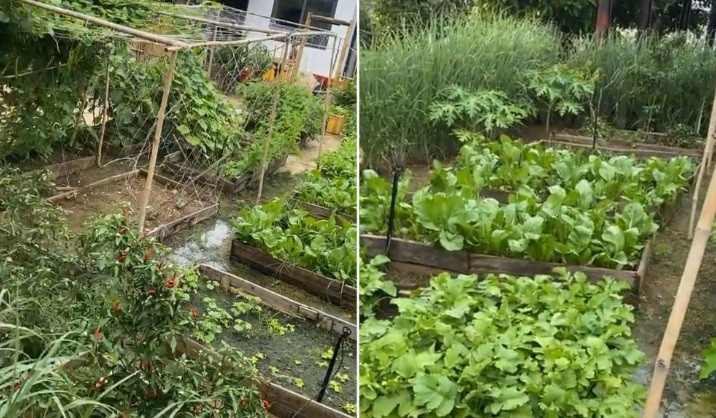 Nam danh hài rất tự hào khi chia sẻ về khu vườn "vàng bạc" do tự bản thân chăm sóc. Ảnh chụp màn hình