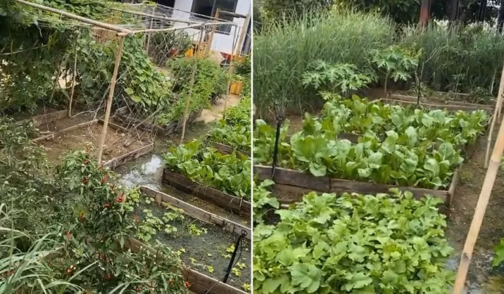 Nam danh hài rất tự hào khi chia sẻ về khu vườn "vàng bạc" do tự bản thân chăm sóc. Ảnh chụp màn hình