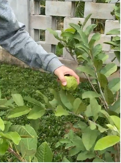 Trong căn biệt thự rộng lớn, nam danh hài trồng cả vườn rau xanh, đủ loại cây trái xanh mơn mởn. Ảnh chụp màn hình