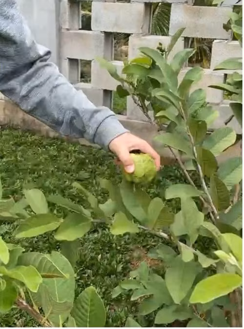 Trong căn biệt thự rộng lớn, nam danh hài trồng cả vườn rau xanh, đủ loại cây trái xanh mơn mởn. Ảnh chụp màn hình