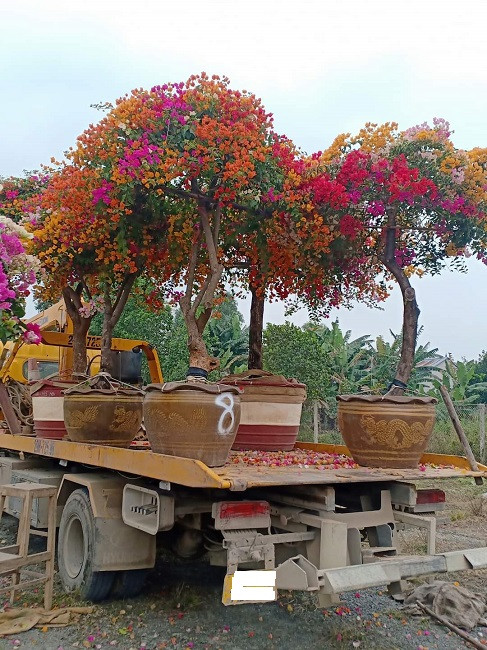 Năm nay, hoa giấy ngũ sắc từ vài chục đến hàng trăm triệu đồng trở thành cây cảnh "hot" được nhiều người quan tâm. Ảnh: Dân Việt