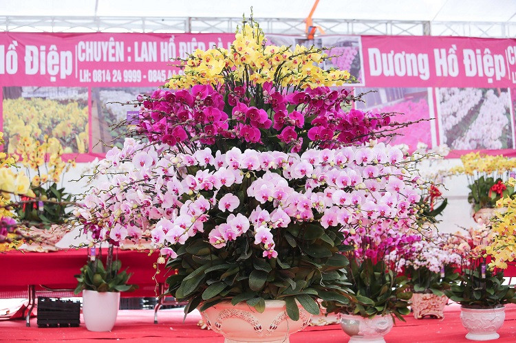 Năm nay, nhiều cơ sở lớn nhỏ kinh doanh lan Hồ Điệp xuất hiện dày đặc trên các tuyến phố của Hà Nội với giá từ vài triệu đến vài chục triệu đồng. Ảnh: Dân Việt