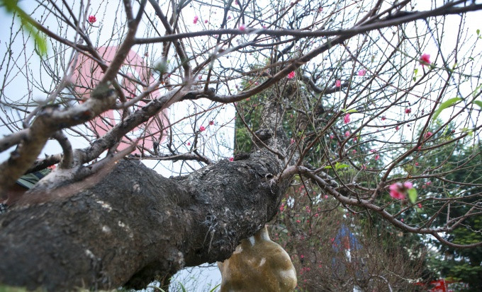 Các gốc đào tại đây đều có tuổi đời rất cao, cây lớn gần 100 năm tuổi còn cây bé cũng gần 10 năm tuổi. Ảnh: CÔng luận