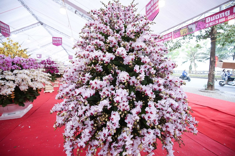 Bình lan Hồ Điệp giá 165 triệu đồng "ngóng" đại gia rước về chơi Tết. Ảnh: Dân Việt