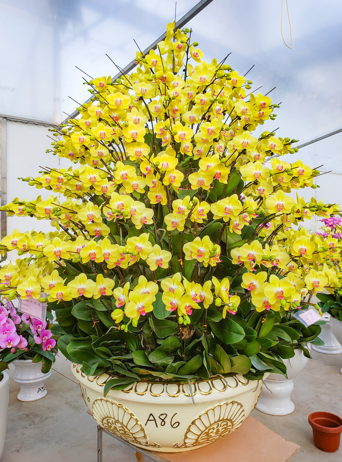 Bên cạnh đó còn có những đơn hàng đặc biệt giá trị lên tới hơn 150 triệu/bình. Ảnh: Facebook