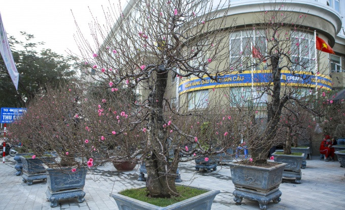 Những ngày này trên con đường Lạc Long Quân (Hà Nội), các nhà vườn bắt đầu chuyển các cây đào đẹp, gốc đào "khủng" phục vụ người dân Thủ đô. Ảnh: Công luận
