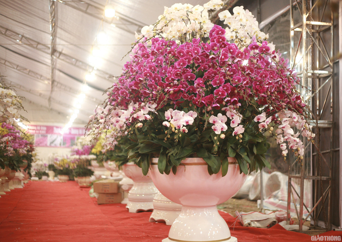 Vài năm trở lại đây, giới nhà giàu Việt không bạo tay chi từ vài chục đến cả trăm triệu để sở hữu bình lan Hồ Điệp trưng Tết. Ảnh: Báo giao thông