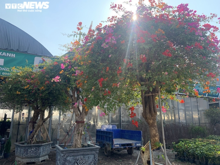 Trên cùng một cây có tới 5 màu hoa. Cây cao từ 3,5-4 mét, gốc vanh từ 180-200cm, tán rộng khoảng 3 mét. Ảnh: VTCNews