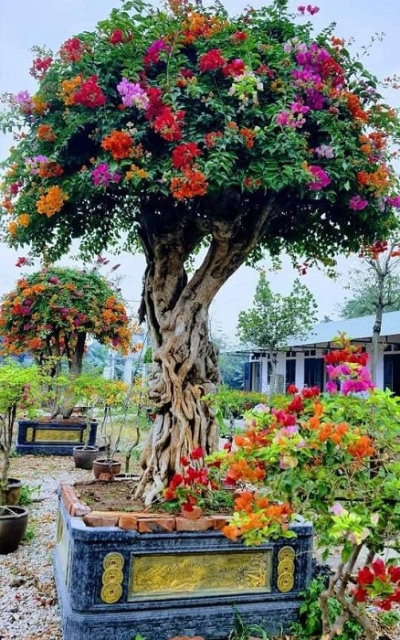 Theo một chủ vườn ở Lương Sơn (Hoà Bình), những gốc hoa giấy ngũ sắc trên 100 triệu đồng thì đa số khách hàng đặt thuê 15 ngày với giá từ 30-50 triệu đồng. Ảnh: Dân Việt