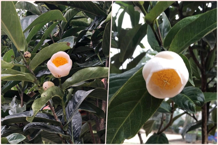 Theo các nhà khoa học, cả 3 màu của hoa hải đường đều phổ biến như nhau và được phân bổ khá đồng đều trong tự nhiên. Ảnh: VTCNews