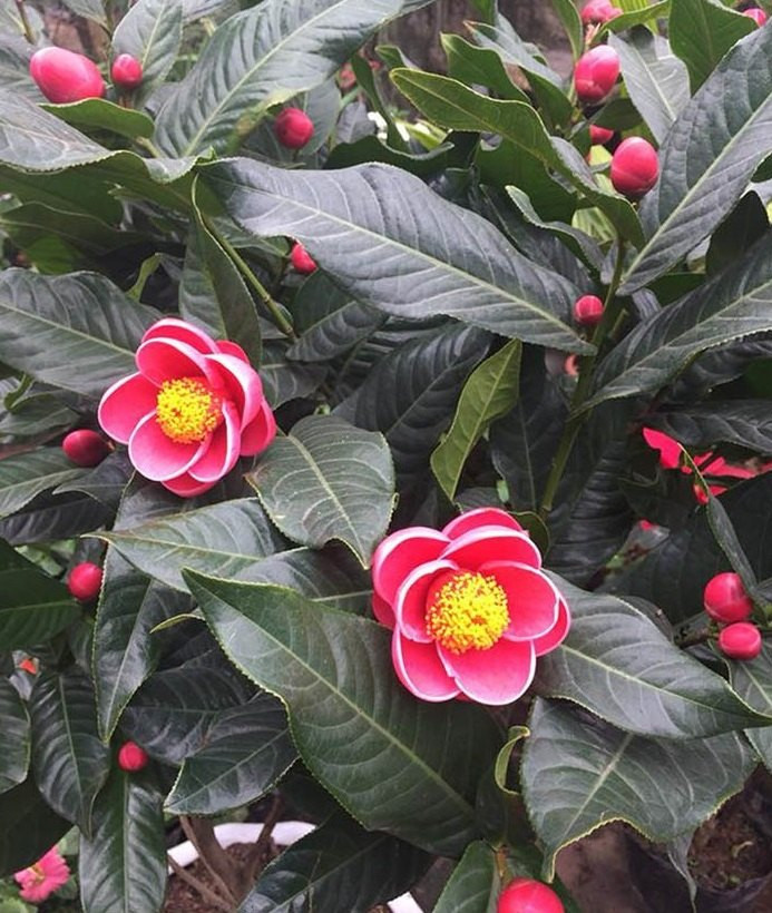 Theo quan niệm của giới chơi hoa, hoa hải đường mang nhiều ý nghĩa khác nhau, dựa vào màu sắc của từng loại. Ảnh: Internet