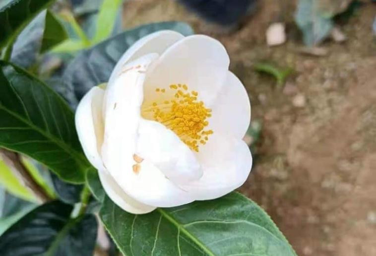 Hoa hải đường vốn là loại cây rất quen thuộc và được trồng nhiều ở vùng Tam Đảo (Vĩnh Phúc). Ảnh: Dân Việt