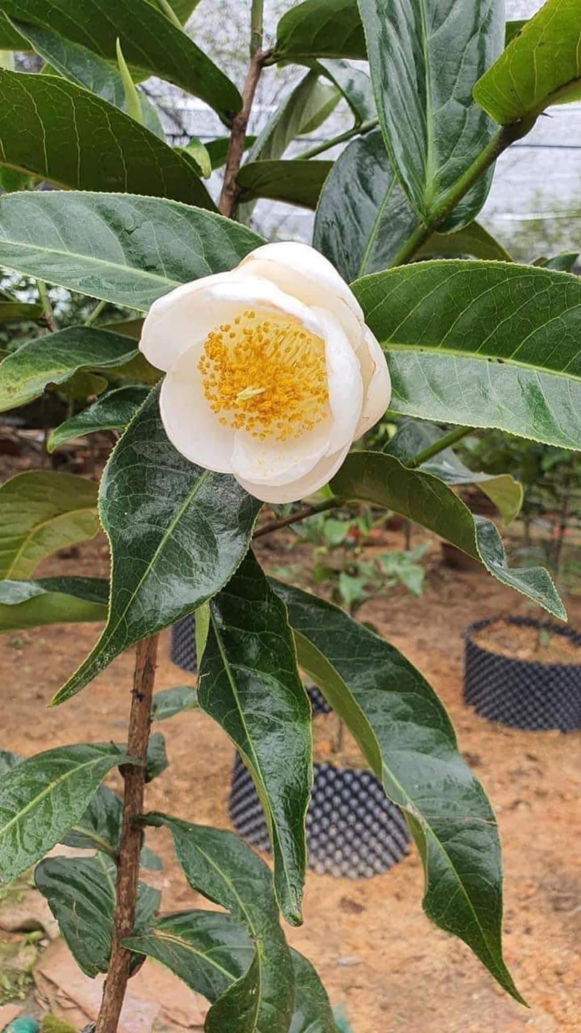 Trên các trang mạng xã hội, bạch hải đường được chào bán từ vài chục cho đến vài trăm triệu đồng một cây. Thậm chí, có cây còn lên đến tiền tỷ. Ảnh: Facebook