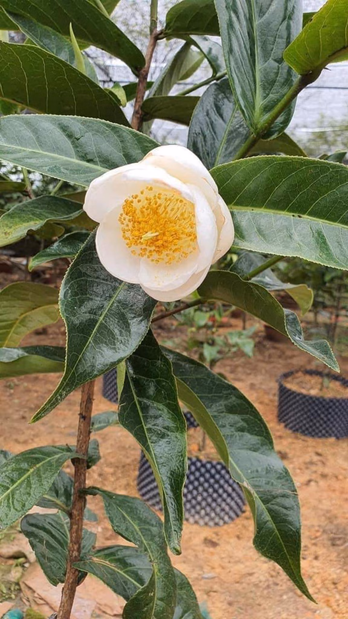 Trên các trang mạng xã hội, bạch hải đường được chào bán từ vài chục cho đến vài trăm triệu đồng một cây. Thậm chí, có cây còn lên đến tiền tỷ. Ảnh: Facebook