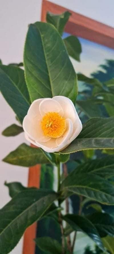 Những cây đang được bán trên thị trường chủ yếu là cây chiết, ghép. Giá trị của cây ghép chỉ khoảng vài triệu đến vài chục triệu chứ không đến trăm triệu hoặc cả tỷ đồng như đồn thồi. Ảnh: Facebook