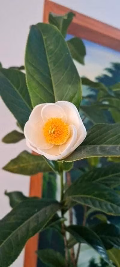 Những cây đang được bán trên thị trường chủ yếu là cây chiết, ghép. Giá trị của cây ghép chỉ khoảng vài triệu đến vài chục triệu chứ không đến trăm triệu hoặc cả tỷ đồng như đồn thồi. Ảnh: Facebook