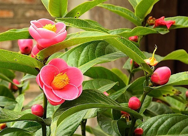 Hải đường thường được chia làm các màu hoa như: Hải đường đỏ, hải đường trắng (bạch hải đường) hay hải đường vàng. Thời điểm cận Tết, hoa hải đường thường được rao bán chỉ vài trăm nghìn đến 1 triệu đồng/cây. Ảnh: Meta