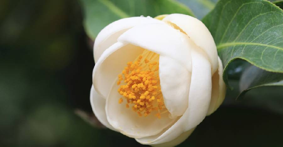 Chẳng hạn, hoa hải đường đỏ tượng trưng cho sự may mắn, hải đường vàng tượng trưng cho sự bền bỉ, còn hải đường trắng (hay bạch hải đường) mang ý nghĩa trong sạch, cao quý. Ảnh: Internet