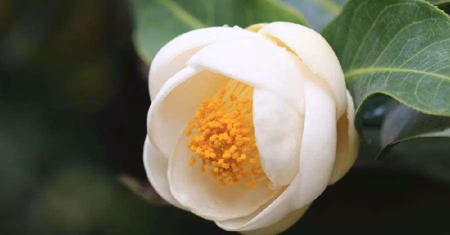 Chẳng hạn, hoa hải đường đỏ tượng trưng cho sự may mắn, hải đường vàng tượng trưng cho sự bền bỉ, còn hải đường trắng (hay bạch hải đường) mang ý nghĩa trong sạch, cao quý. Ảnh: Internet