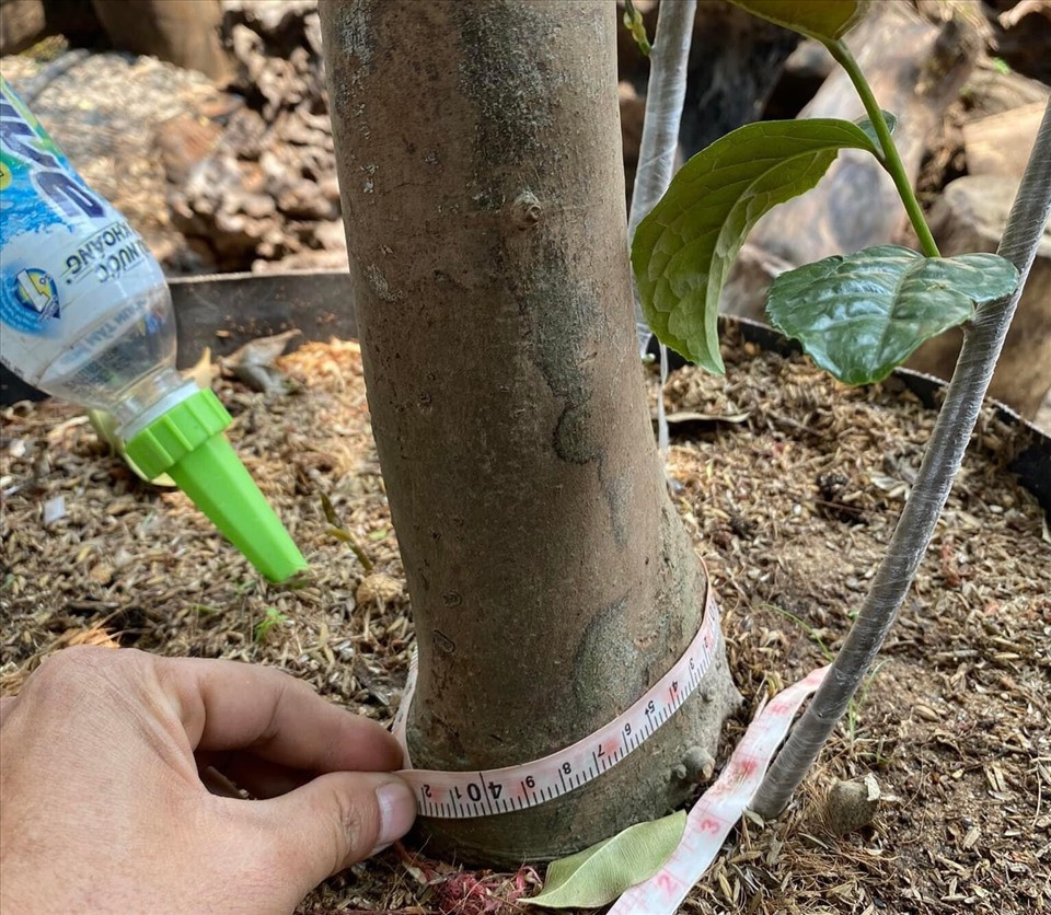 Chia sẻ trên báo Lao động, ông Trương Quốc Chính - Uỷ viên BCH Hội sinh vật cảnh và làm vườn Phú Thọ cho biết, bạch hải đường thuộc dòng trà cổ, cánh hoa xếp rất đều và đẹp nên được nhiều người ưa chuộng. Tuy nhiên, số cây mẹ còn lại khá ít, chủ yếu là cây được chiết, ghép từ cách đây 7-8 năm. Ảnh: Lao động