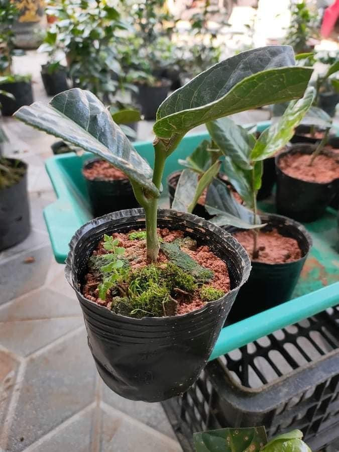 Theo ông Chính, việc sốt giá hoa hải đường theo cơn sóng của sốt trà nói chung và bạch trà nhuỵ nói riêng. Cây bạch hải đường đắt và hiếm bởi đây là dòng đột biến, tuy nhiên chỉ đắt với những cây gốc mẹ có tuổi đời lâu năm. Ảnh: Facebook