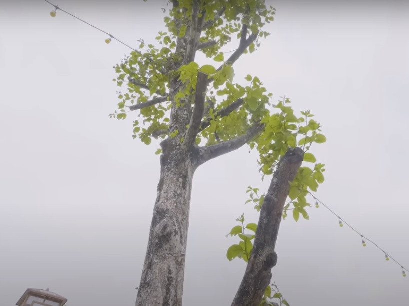 Cây hồng quả vuông cao, to mà theo nghệ sĩ Quang Tèo là gần như không có đối thủ. Ảnh chụp màn hình Dogovinhyen