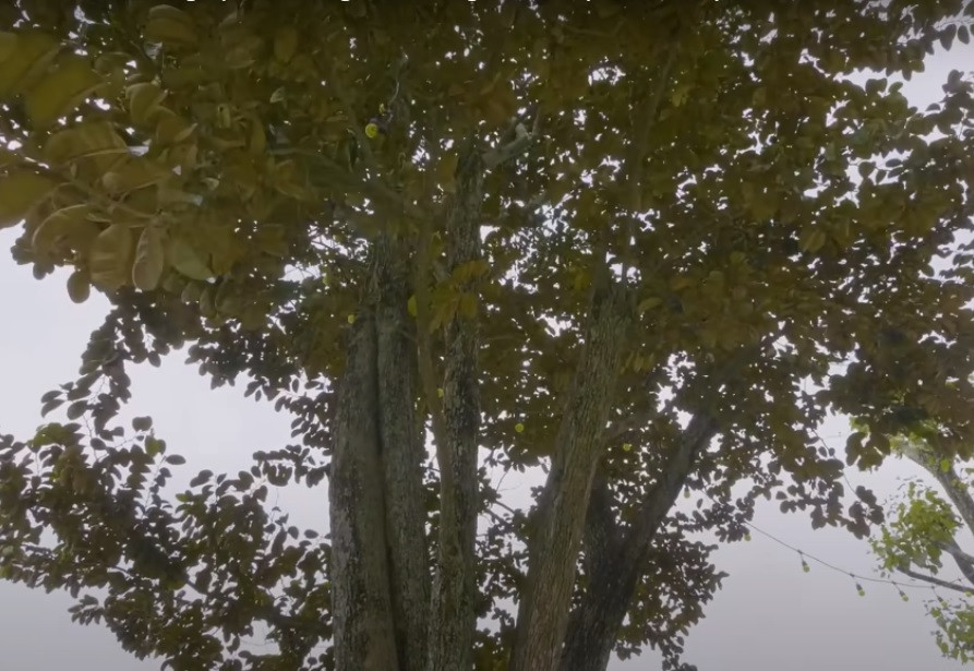 Cây vú sữa cao và to sừng sững trước sân do những người bạn của nam nghệ sĩ tặng. Ảnh chụp màn hình Dogovinhyen