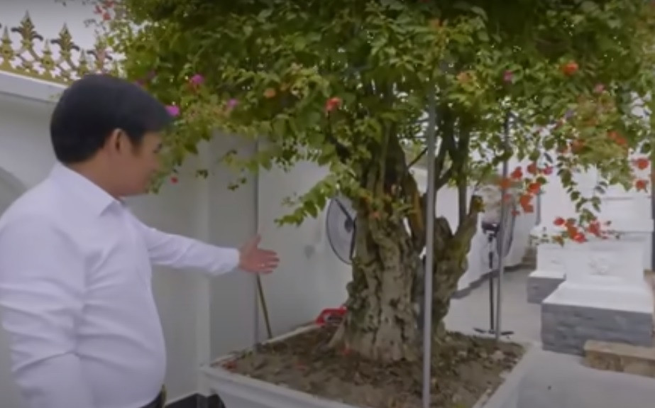 Trong đó có một cây hoa giấy ngũ sắc với thân to, xù xì, trông rất cổ kính. Ảnh chụp màn hình Dogovinhyen