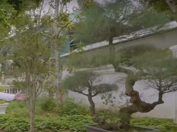 Phi lao được tạo dáng bonsai độc lạ. Ảnh chụp màn hình Dogovinhyen