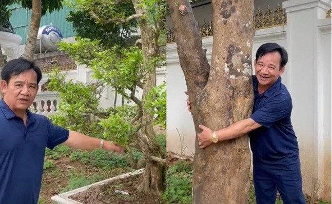Nghệ sĩ Quang Tèo cho biết, đây là giống bưởi chua, gốc cây lớn hơn một vòng ôm của anh. Ảnh chup màn hình