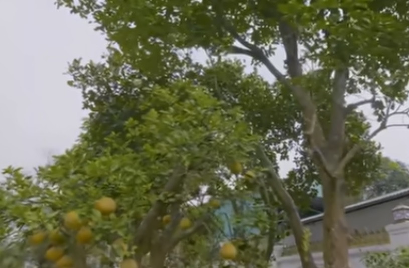 Nam nghệ sĩ rất tâm đắc với cây bưởi cổ thụ hiếm thấy, rất to và cao. Ảnh chụp màn hình Dogovinhyen