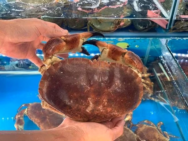 Loại cua này được đánh bắt ở vùng Đông Bắc Đại Tây Dương, bờ biển Nauy. Chúng thường sinh sống ở các vùng biển sạch, nơi có đáy cát vàng và nguồn nước trong xanh.