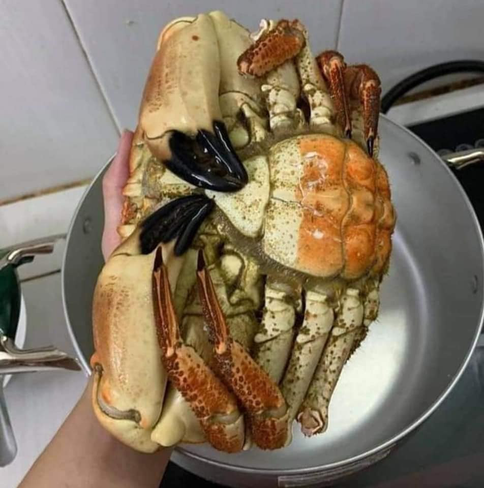 Trên thị trường, rất khó để phân biệt loại cua nào tươi ngon hơn. Người tiêu dùng nên lựa chọn những nơi bán uy tín, chất lượng. Nguồn ảnh: Facebook