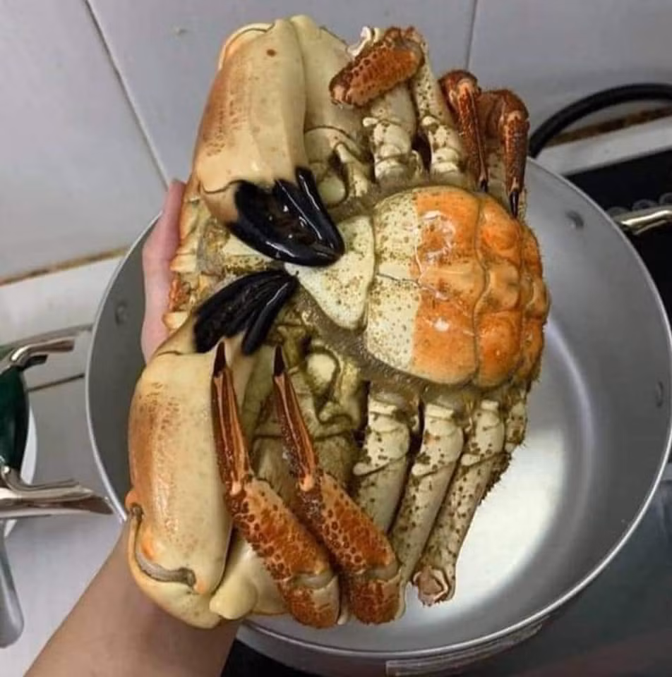 Trên thị trường, rất khó để phân biệt loại cua nào tươi ngon hơn. Người tiêu dùng nên lựa chọn những nơi bán uy tín, chất lượng. Nguồn ảnh: Facebook