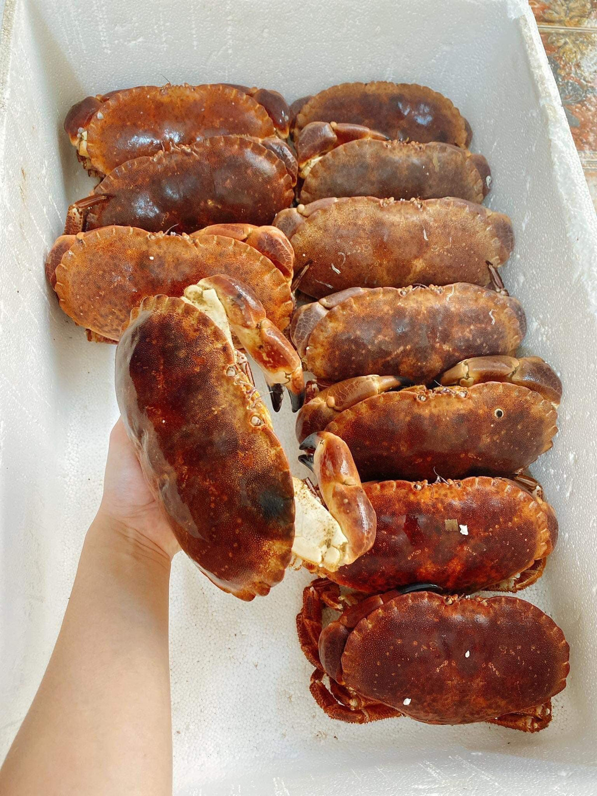 Tại các cửa hàng hải sản, cua nâu Nauy tươi sống có giá từ 700.000 - 990.000 đồng/kg.