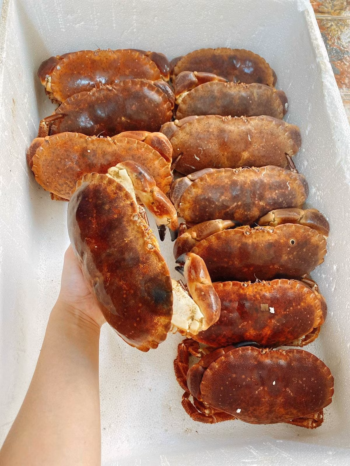 Tại các cửa hàng hải sản, cua nâu Nauy tươi sống có giá từ 700.000 - 990.000 đồng/kg.