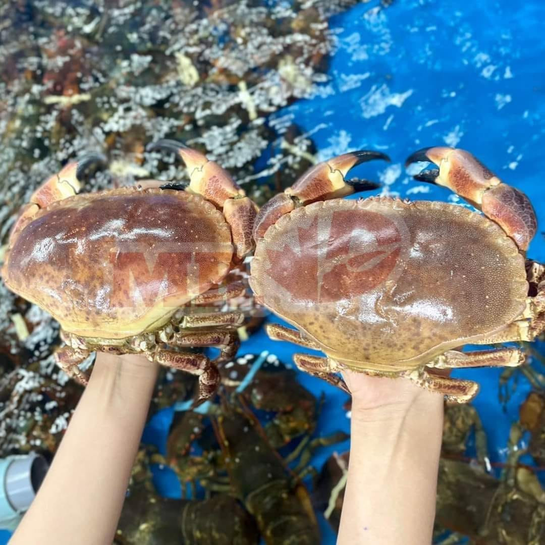 Thân cua màu nâu sẫm, phần mai dẹt và to, trông khá dữ tợn.