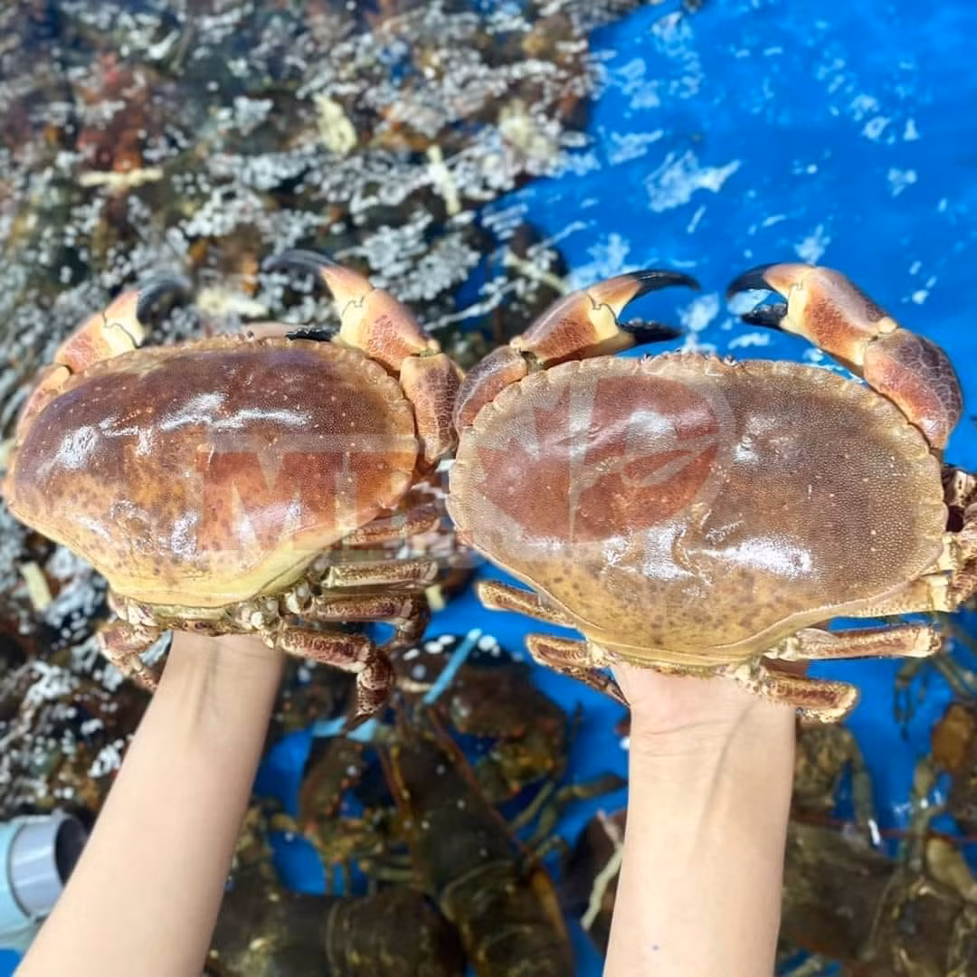 Thân cua màu nâu sẫm, phần mai dẹt và to, trông khá dữ tợn.