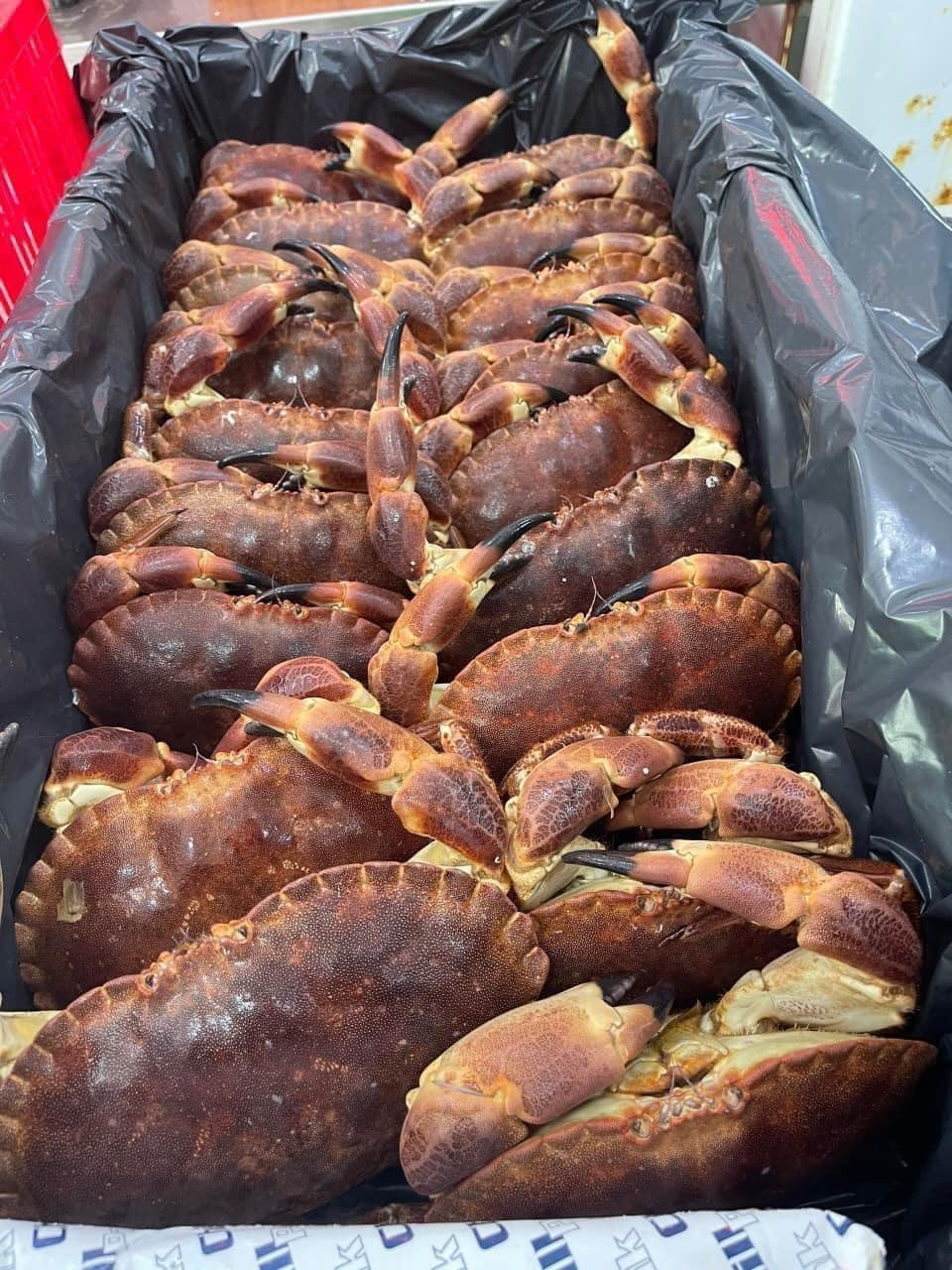 Trong khi đó, phần lớn cua cua nâu Nauy đang rao bán nhiều trên chợ mạng là hàng đông lạnh.