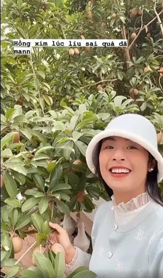 Hồng xiêm quả sai lúc lỉu.