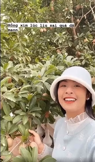 Hồng xiêm quả sai lúc lỉu.