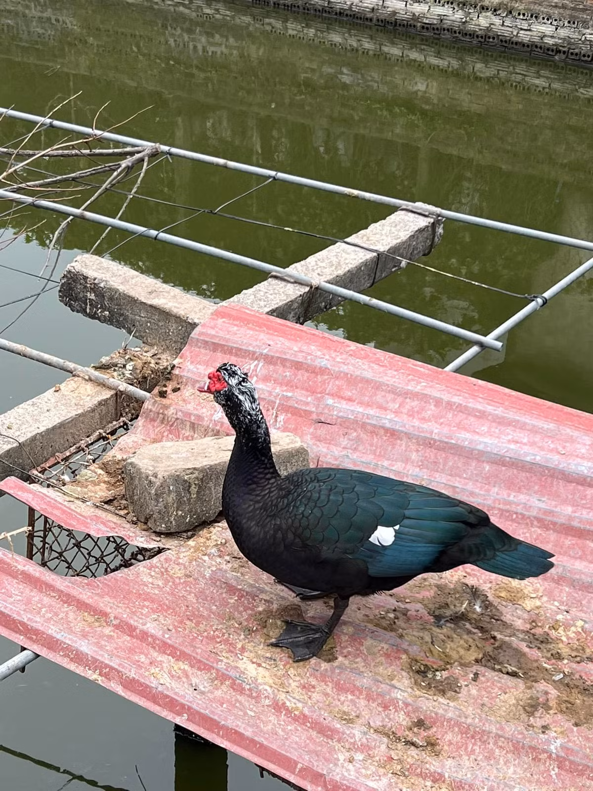 Hoa hậu Việt Nam bí mật tổ chức lễ dạm ngõ vào năm 2019. Cặp đôi cũng đã tính chuyện tổ chức đám cưới, song kế hoạch liên tục bị đẩy lùi vì dịch bệnh COVID-19 diễn biến phức tạp. Nguồn ảnh: FBNV