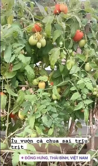 Vườn cà chia trĩu trịt trông thích mắt.